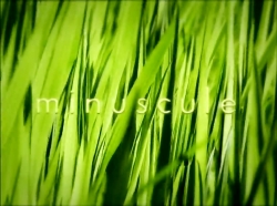 خیلی خیلی کوچک (1) (تار عنکبوت های داخلی)